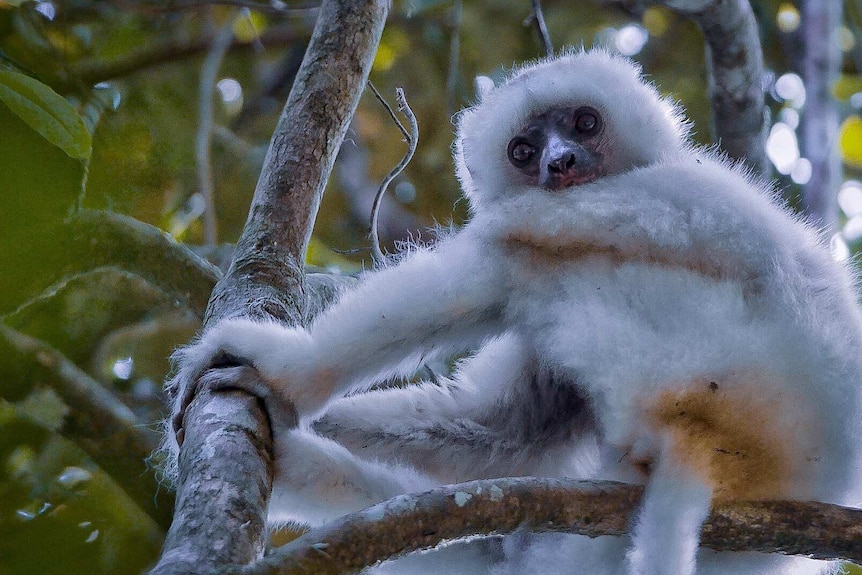 A white lemur sits in tree branches among leaves and stares into the camera.