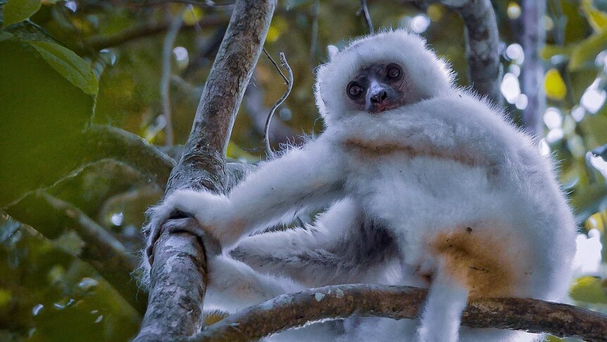 A white lemur sits in tree branches among leaves and stares into the camera.