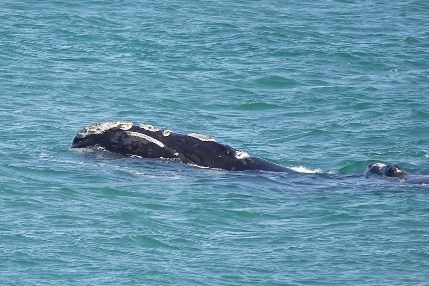 A whale appears above the water