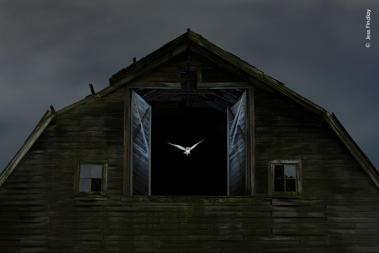 A ghostly barn owl exits the hayloft window of a derelict barn to hunt in fields