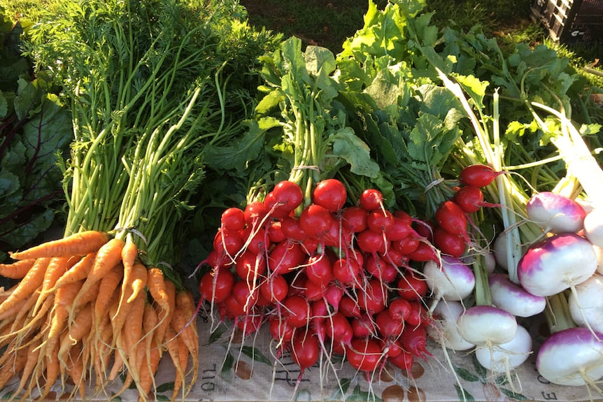 Carrots, radishes and turnips on display at a farmers' market.