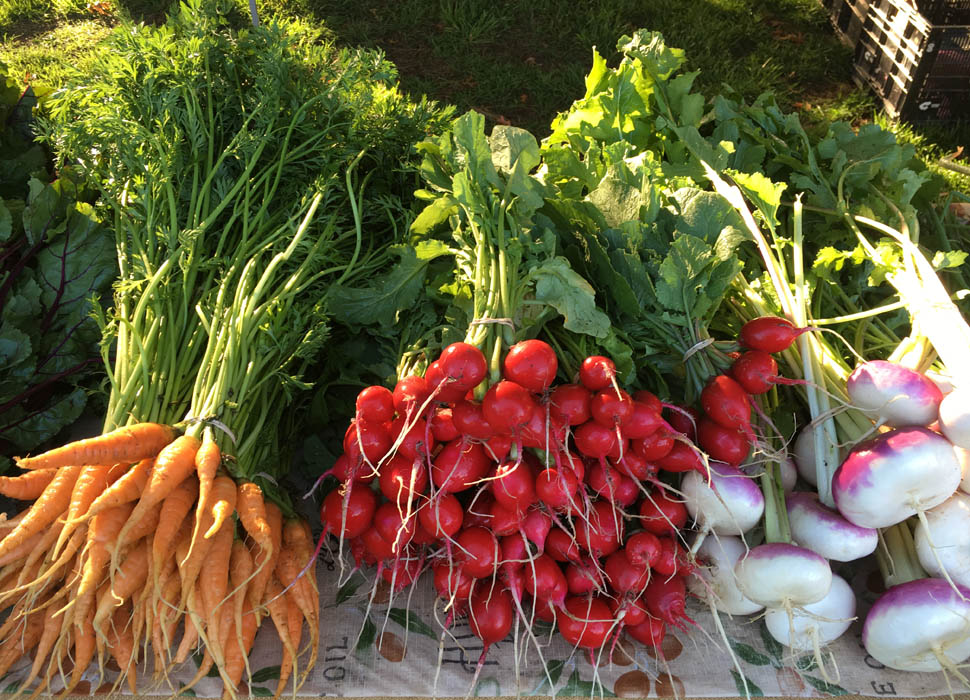 Carrots, radishes and turnips on display at a farmers' market.