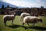 Three sheep stand on a grassy hill in front of the ruins of Pompeii.