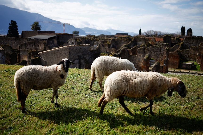 Three sheep stand on a grassy hill in front of the ruins of Pompeii.