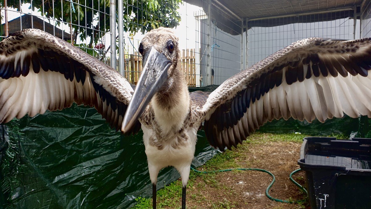 Injured black-necked stork spurs fishing blitz in Weipa as fishers try ...