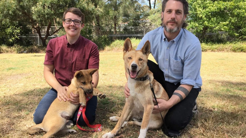 Two people and two dingos look at the camera.