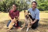 Two people and two dingos look at the camera.