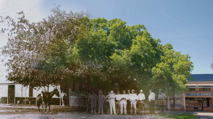 Transitions 1914-2014, The Tree of Knowledge