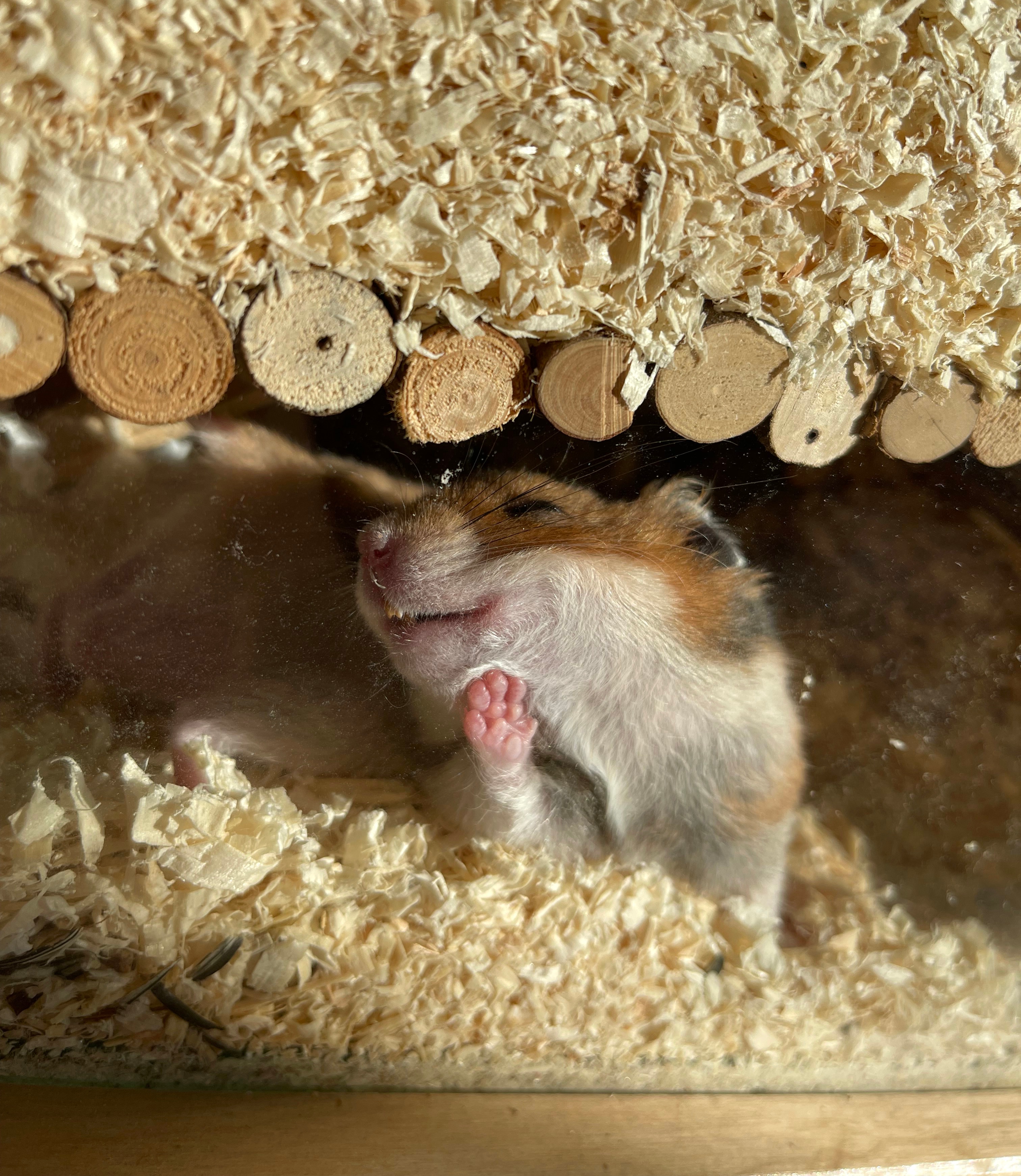 A hamster pressed up against the glass trying to catch the sun