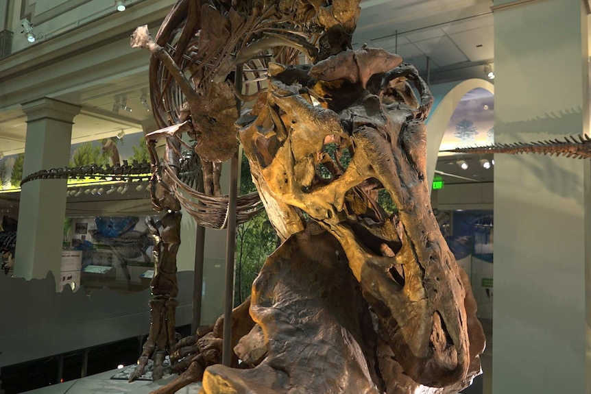 A T-rex fossil posed to look like it's eating a Triceratops