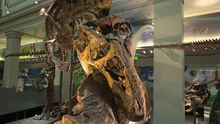 A T-rex fossil posed to look like it's eating a Triceratops