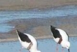 Banded stilts hatching in Lake Eyre region (file photo)