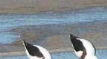 Banded stilts hatching in Lake Eyre region (file photo)