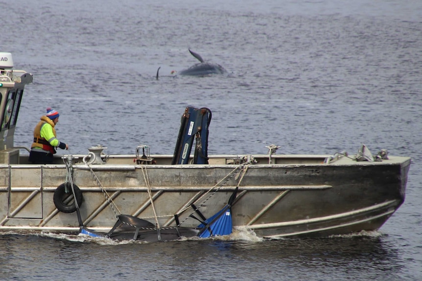 Boat carrying a pilot whale in a cradle, with a dead whale in background.
