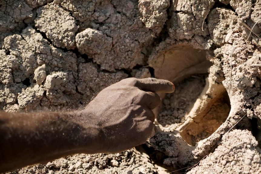 A hand is pointing at hoof prints in the mud.
