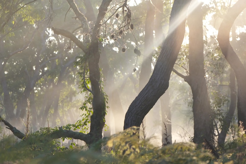 Sunlight through trees in a national park