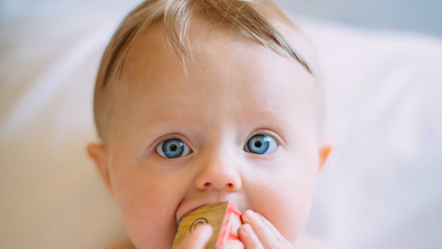 a baby with intense blue eyes stares directly at the camera while shoving a wooden block into his mouth with his hands
