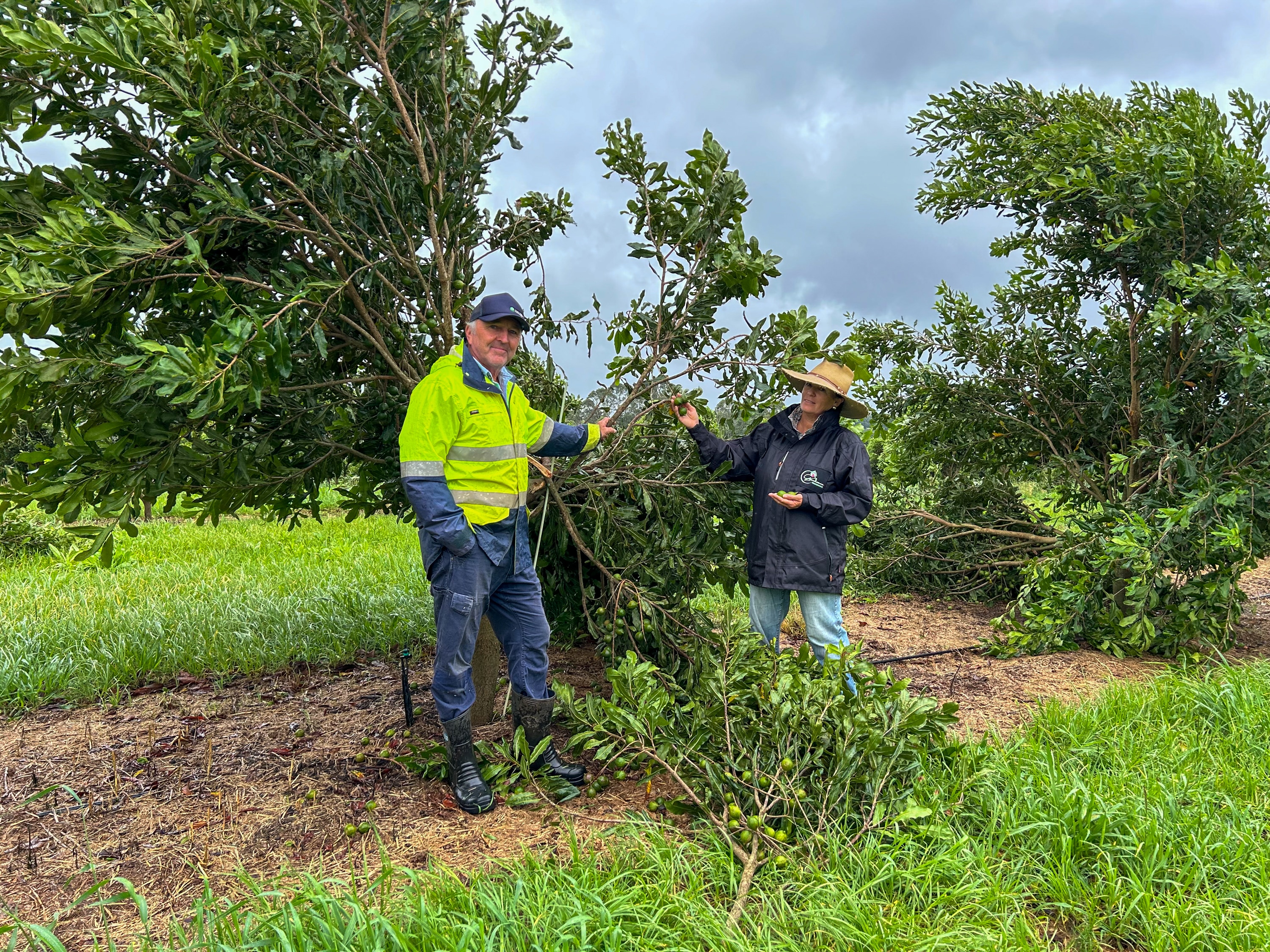 A man and woman hold a damaged macadamia tree in their orchard.