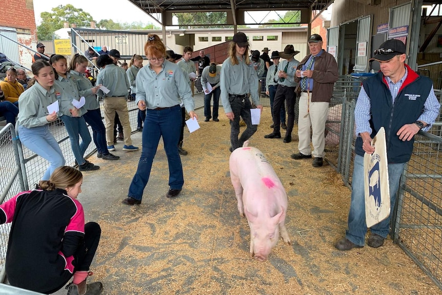 Pig judging at the Royal Adelaide Show.