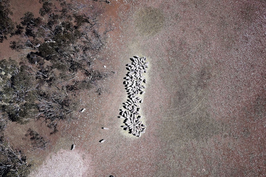 A group of sheep from above on dry ground