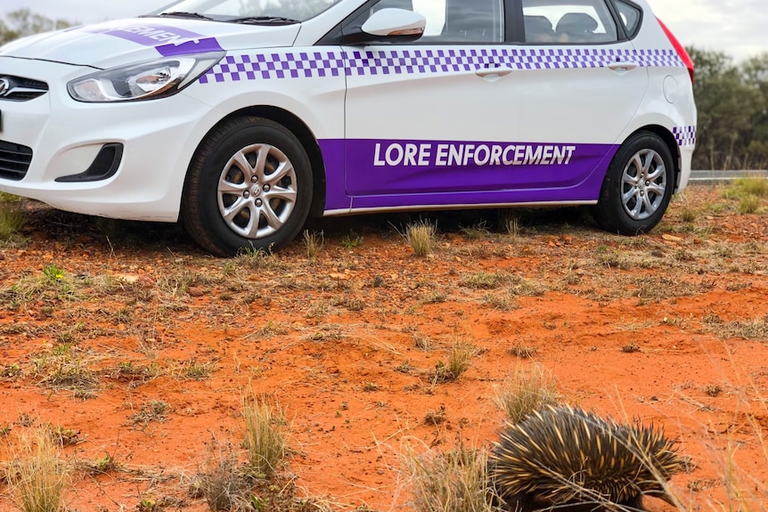An echidna on red dirt with a lore enforcement labelled car in the background.