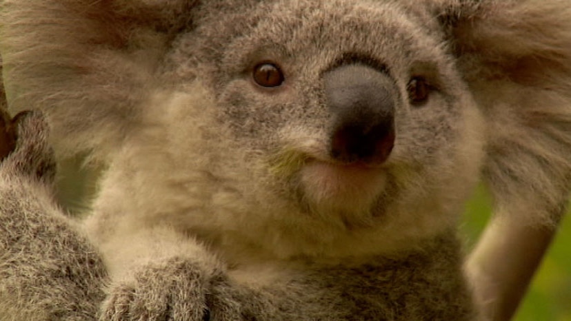 TV still of close generic headshot of koala in south-east Queensland.