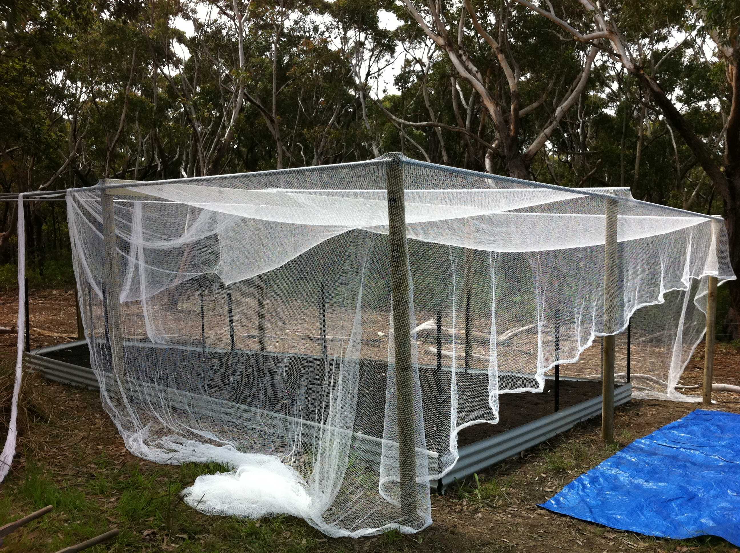 Nontoxic tips to keep animals from eating your garden ABC News