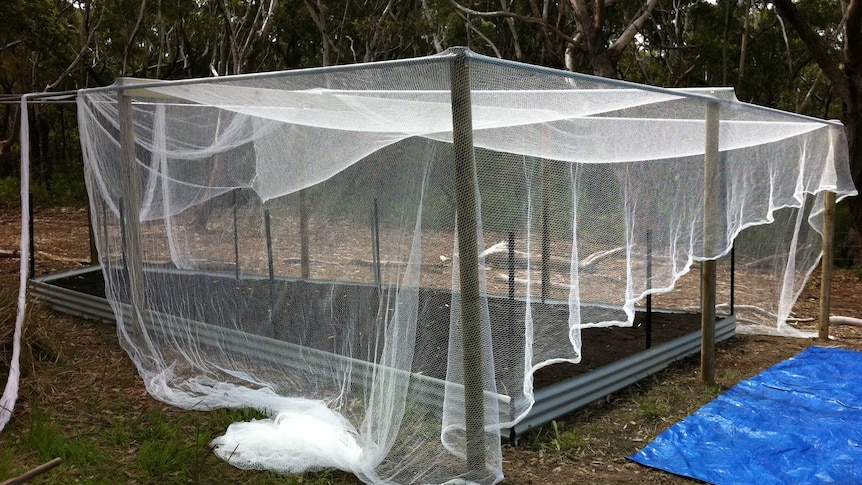Vegetable patch covered in bird netting