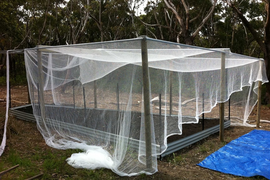 Vegetable patch covered in bird netting
