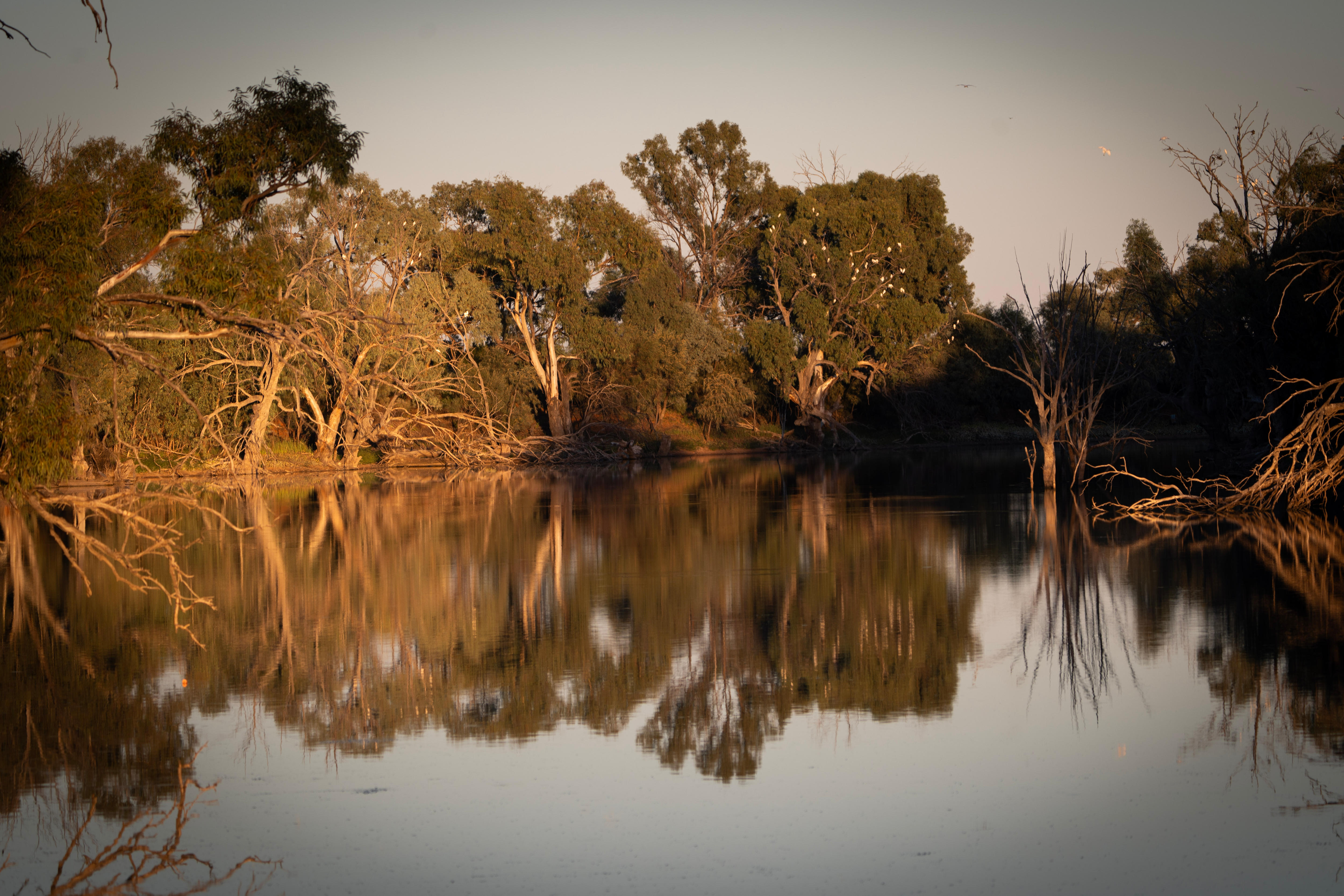 A river lined with trees.