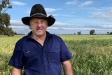 Farmer Rick Bennett, wearing a blue shirt and wide-brimmed hat, stands in a green field.