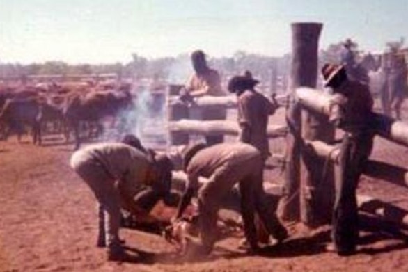 Aboriginal stockmen working with cattle.