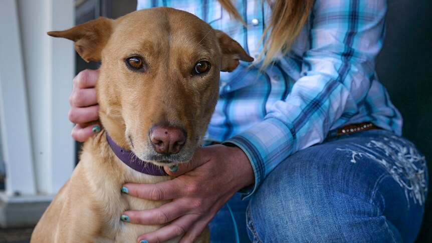 A close up of a blond coloured kelpie being patted by its owner.