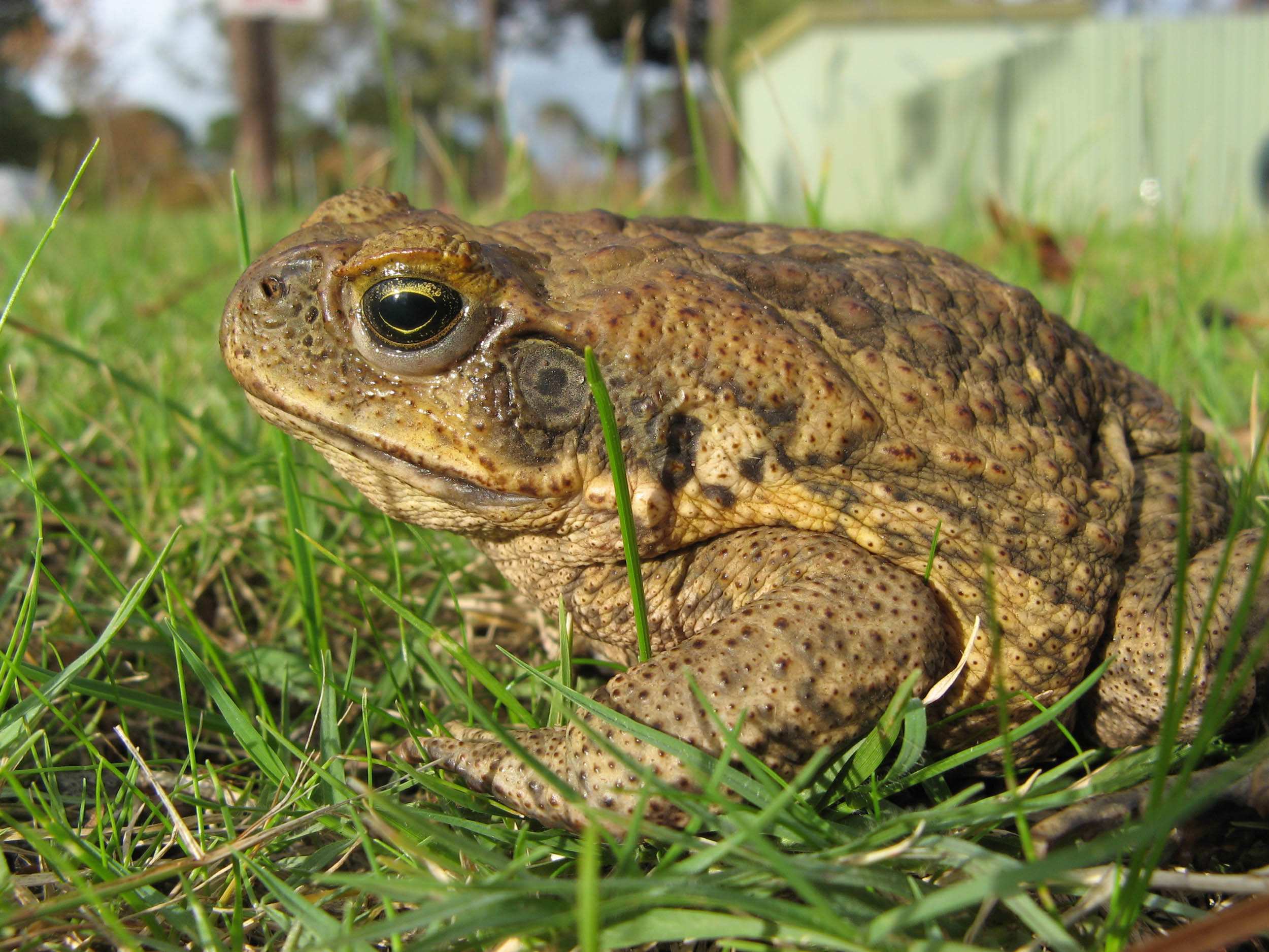 Goannas trained to eat baby cane toads to prevent poisoning by adults