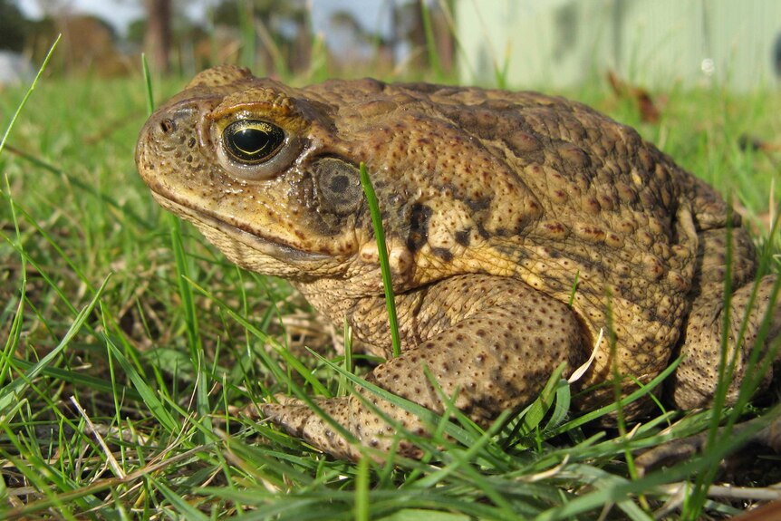 Cane toad in WA