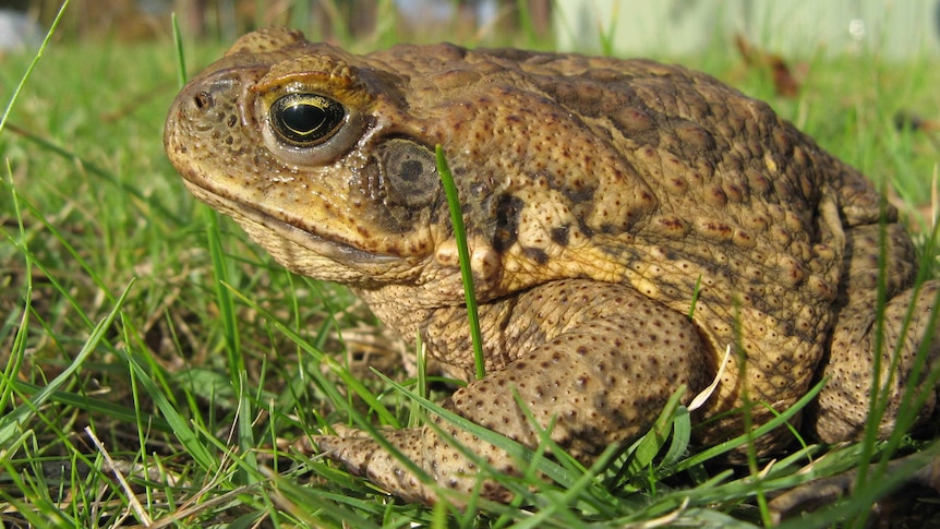 Cane toad