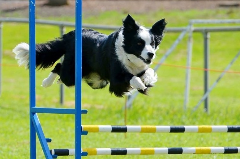 Cali the border collie jumps over a coloured hurdle, clearing it with a big gap.