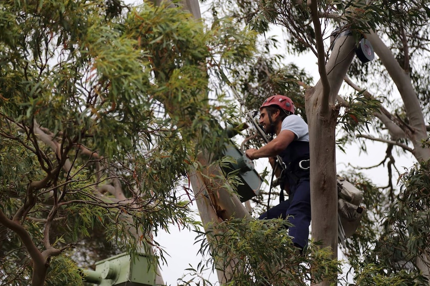 A man in a tree looks at a bird box