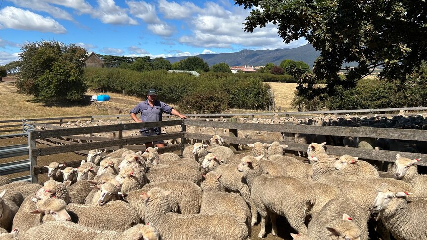 A man stands next to a pen of sheep, watching the herd.