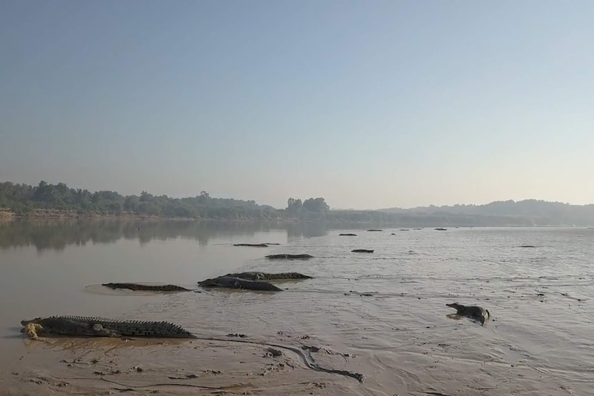 Crocodiles along a river bank.