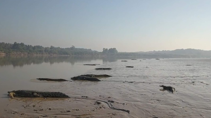 A photo of a large group of crocodiles on the banks of the Daly River.