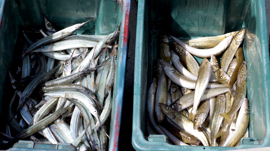 Picture of freshly caught fish sorted into bins on the deck of a fishing boat.