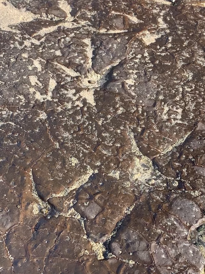 Le pied du dinosaure est imité sur une plate-forme rocheuse de la mer