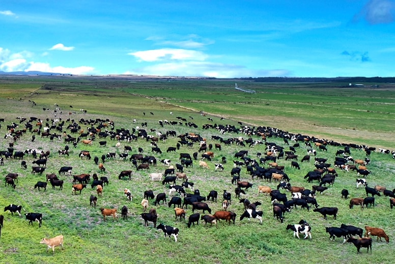 dairy cows graze on paddocks