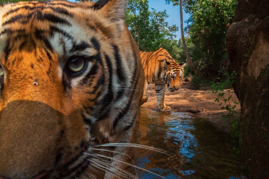 Tigress and cub