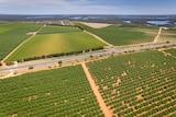 Countless rows of green leafy vineyards on orange dirt seen above by a drone.