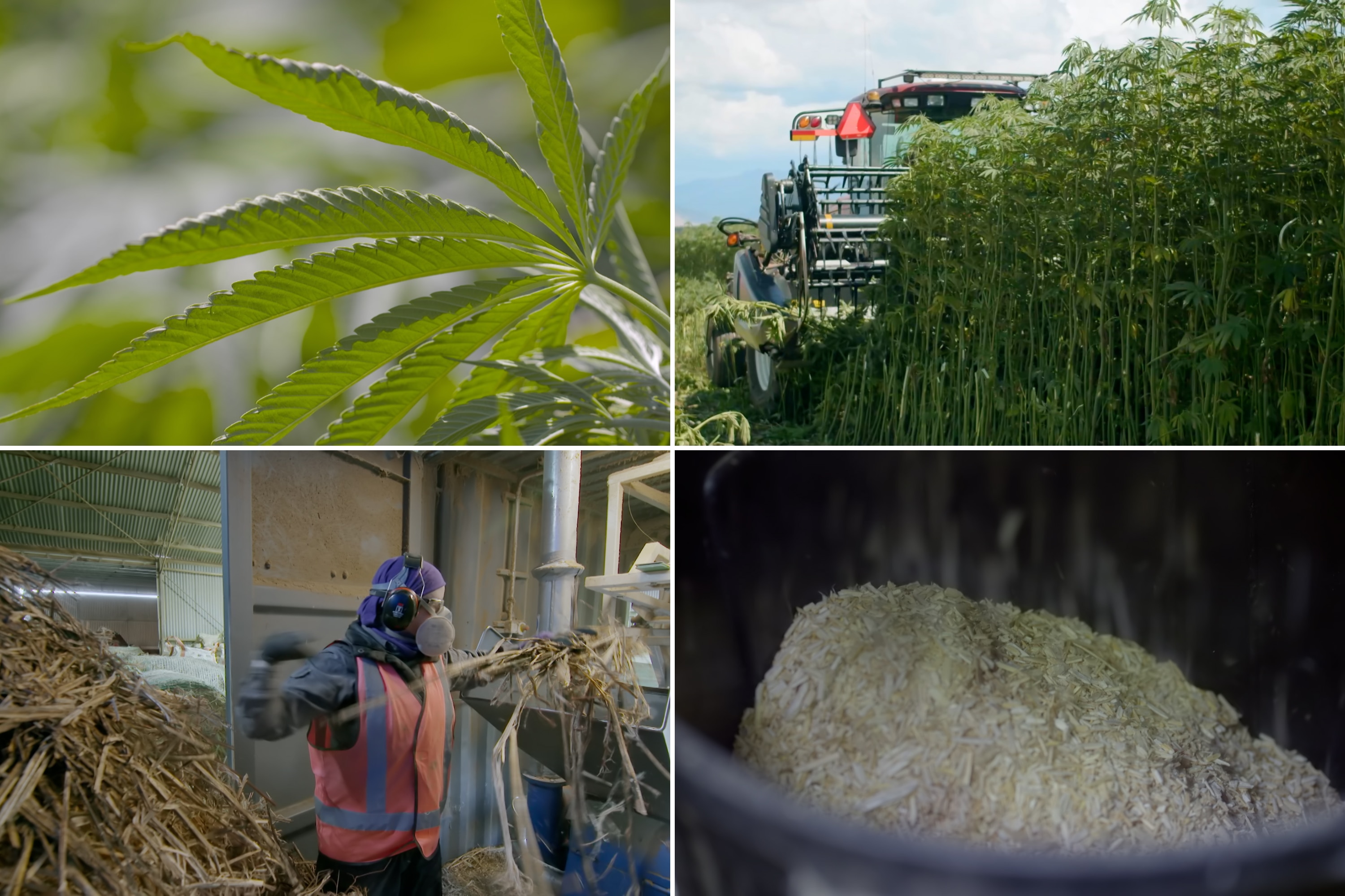 A composite of four images showing a cannabis hemp plant, harvesting, stalks being shredded and the final chipped product