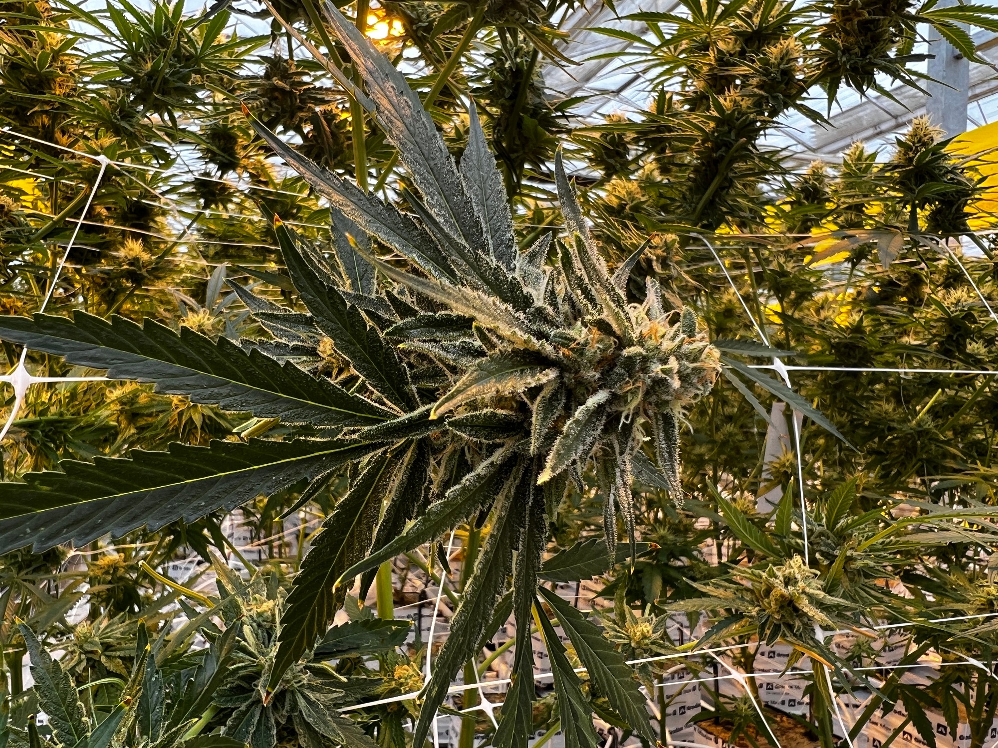Close up of medicinal cannabis plant being grown in a farm.