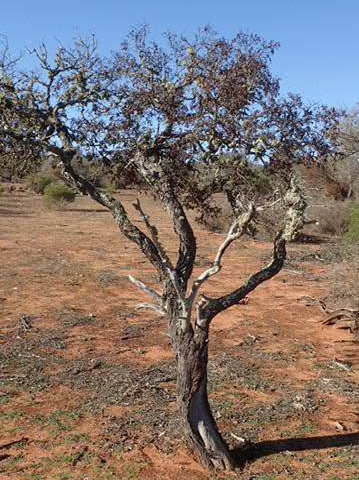 A dying Australian native sandalwood tree stands on orange outback dirt.