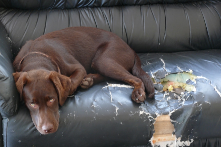 Labrador sitting on a lounge chair that it chewed up